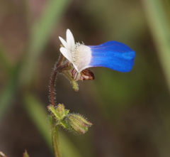 Nemesia barbata