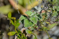 Pelargonium reniforme