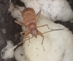 Ozophora picturata