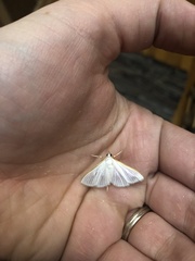Diaphania costata