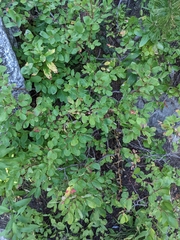 Vaccinium membranaceum