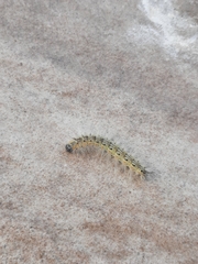 Hyphantria cunea