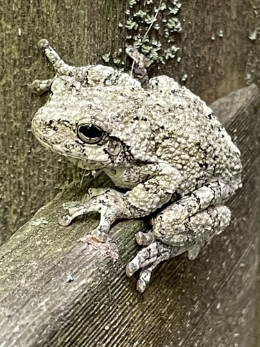 Gray Treefrog photographed in New Hampshire