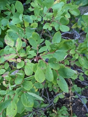 Vaccinium membranaceum