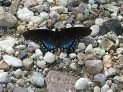 Limenitis arthemis arizonensis