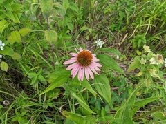 Echinacea