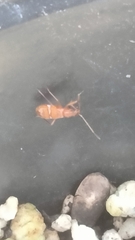 Ozophora picturata