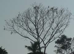 Psarocolius decumanus