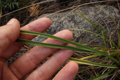 Hemerocallis minor