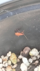 Ozophora picturata