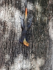 Agama picticauda