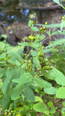 Hypericum punctatum