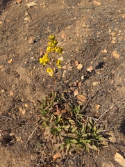 Solidago spathulata