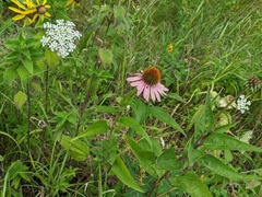 Echinacea