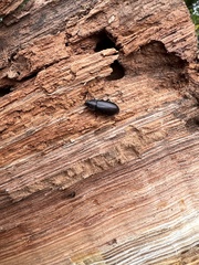 Tenebrio molitor