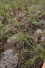 Hemerocallis minor