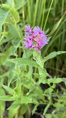 Lythrum salicaria