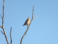 Coccothraustes coccothraustes