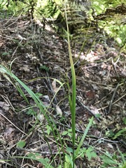 Carex scabrata