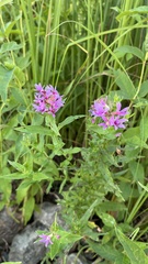 Lythrum salicaria