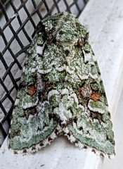 Lacinipolia