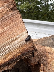 Tenebrio molitor