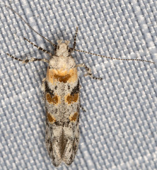 Gnorimoschema octomaculella