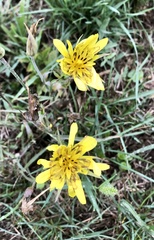 Tragopogon