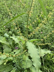 Rumex
