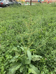 Rumex