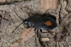 Aphanus rolandri
