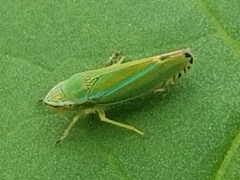 Graphocephala versuta