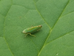 Graphocephala versuta