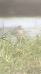 Calidris subruficollis