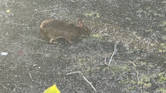 Sylvilagus palustris