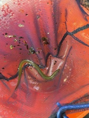 Anguilla rostrata