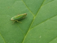 Graphocephala versuta