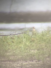 Calidris subruficollis