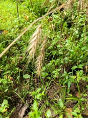 Elymus virginicus