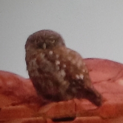 Athene noctua