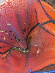 Anguilla rostrata