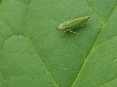 Graphocephala versuta