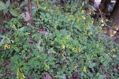 Corydalis pallida