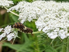 Papilio polyxenes asterius