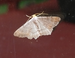 Macaria minorata