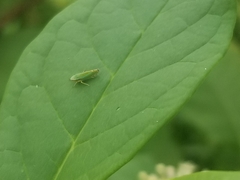 Graphocephala versuta