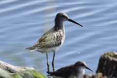 Calidris himantopus