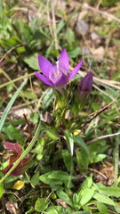 Gentianella