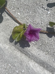 Ipomoea pes-caprae