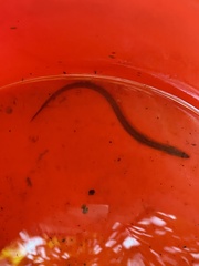 Anguilla rostrata